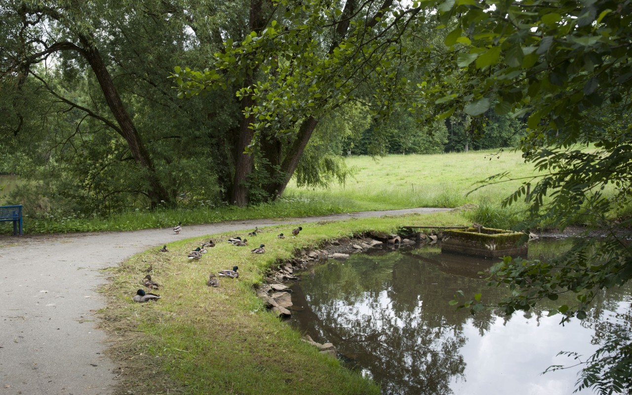 Bild Fischweiher Klinikpark