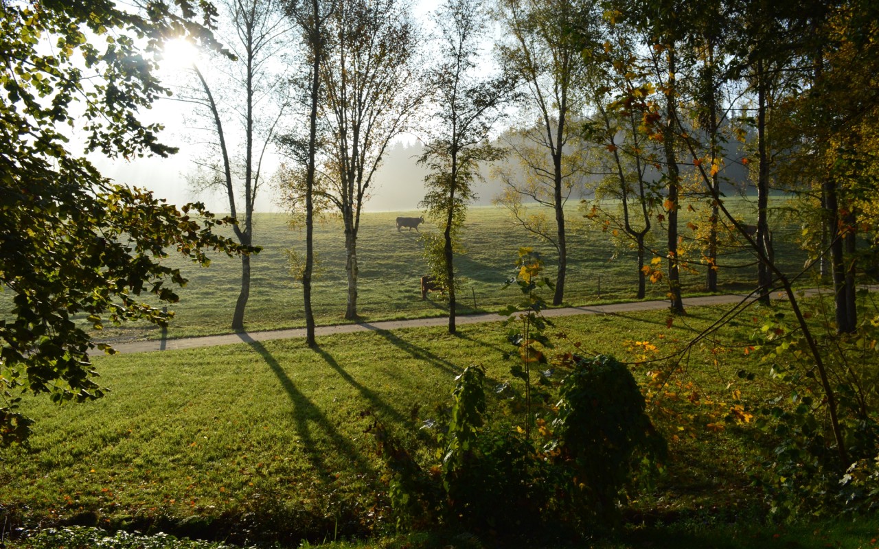Bild Rinderweide Klinikpark