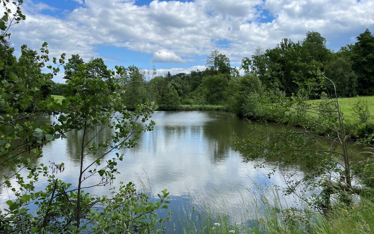 Bild Fischweiher im Klinikpark